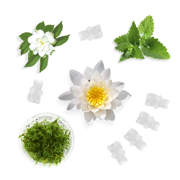 Happy Wax - White Lotus Wax Melts - Monogram Market